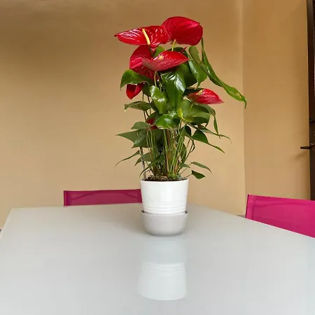 Flowers In 公寓